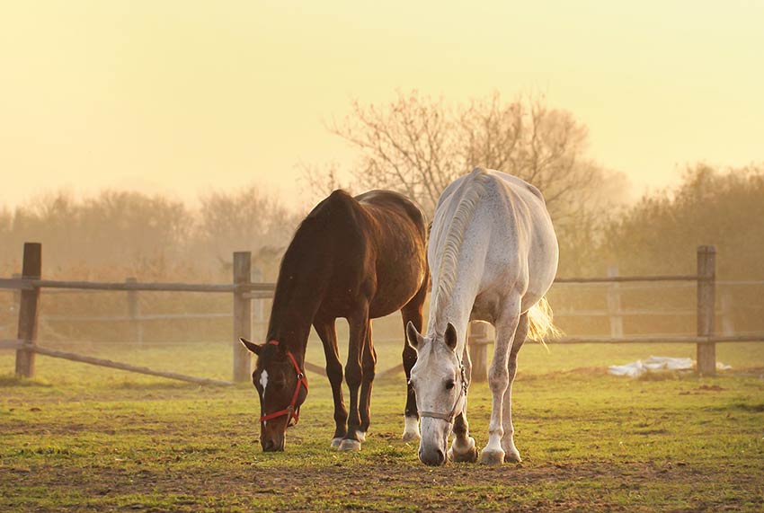 two horses eating grass in the misty morning hours